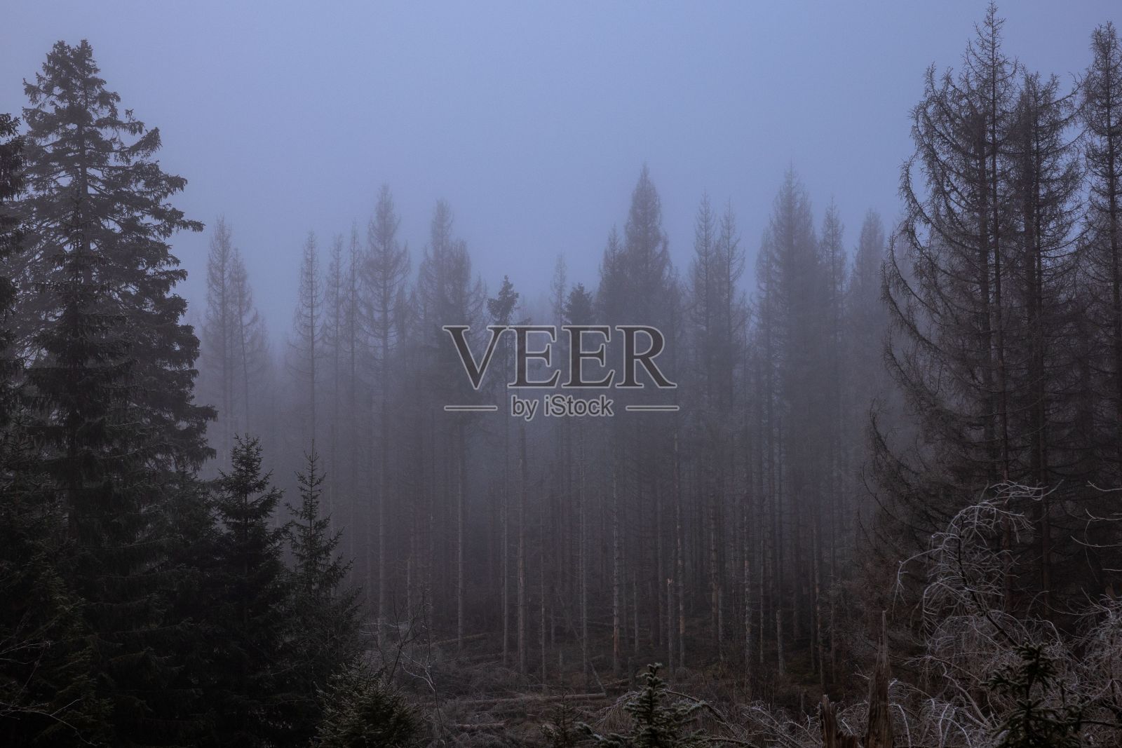 被雾覆盖的杉树林的风景照片摄影图片