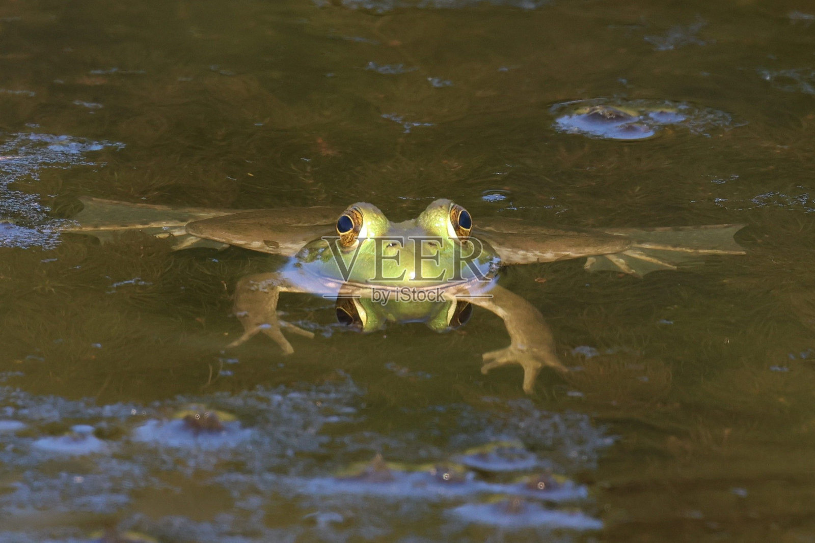 美国绿牛蛙在水下张开脚看照相机照片摄影图片