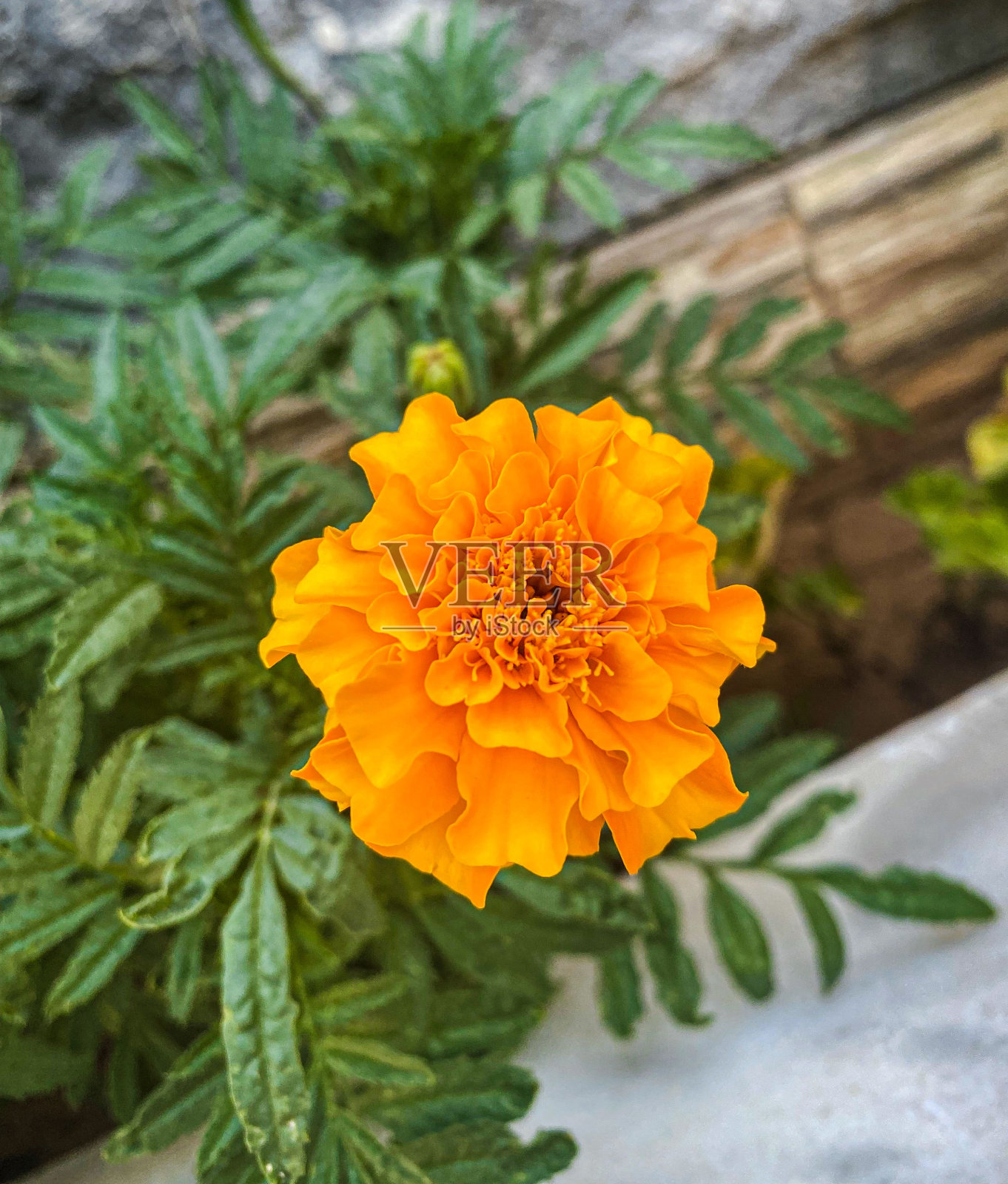 在花园里盛开的金盏花的特写镜头照片摄影图片