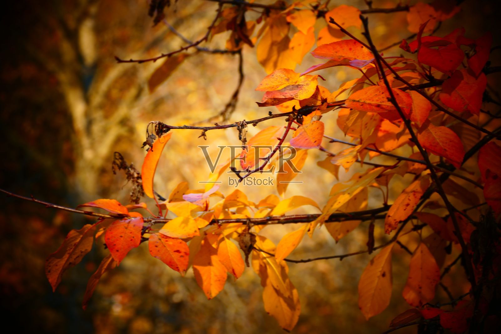 在秋天,树叶的特写正在变色照片摄影图片