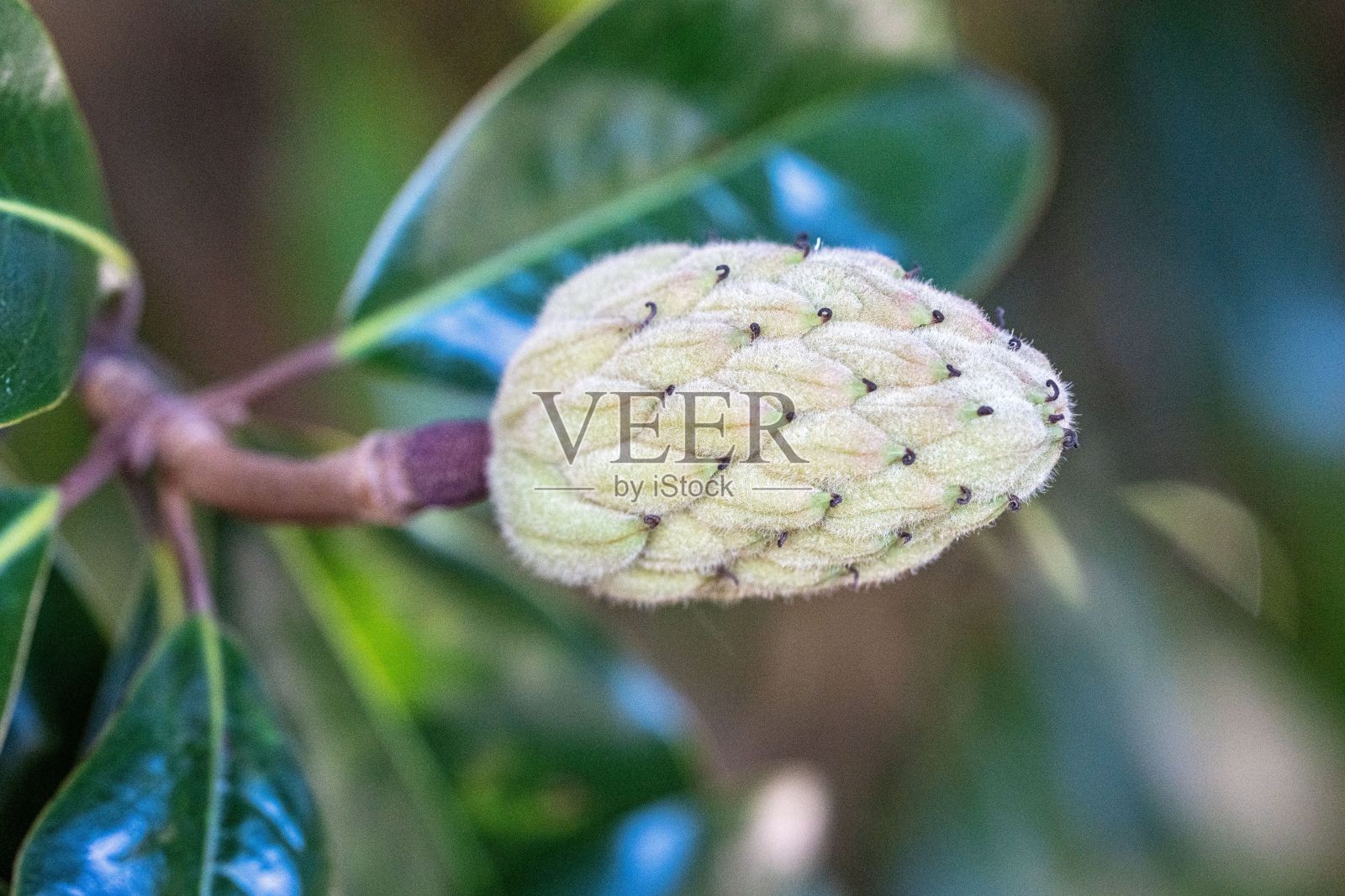 南方玉兰(magnolia grandflora)球果的选择性聚焦镜头照片摄影图片