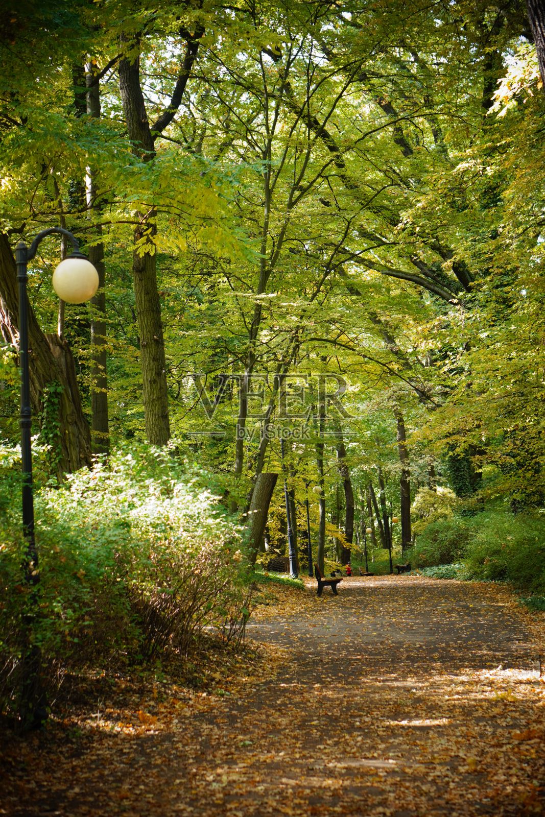 秋天的一天,索拉基公园里一条有长凳的人行道的垂直拍摄照片摄影图片