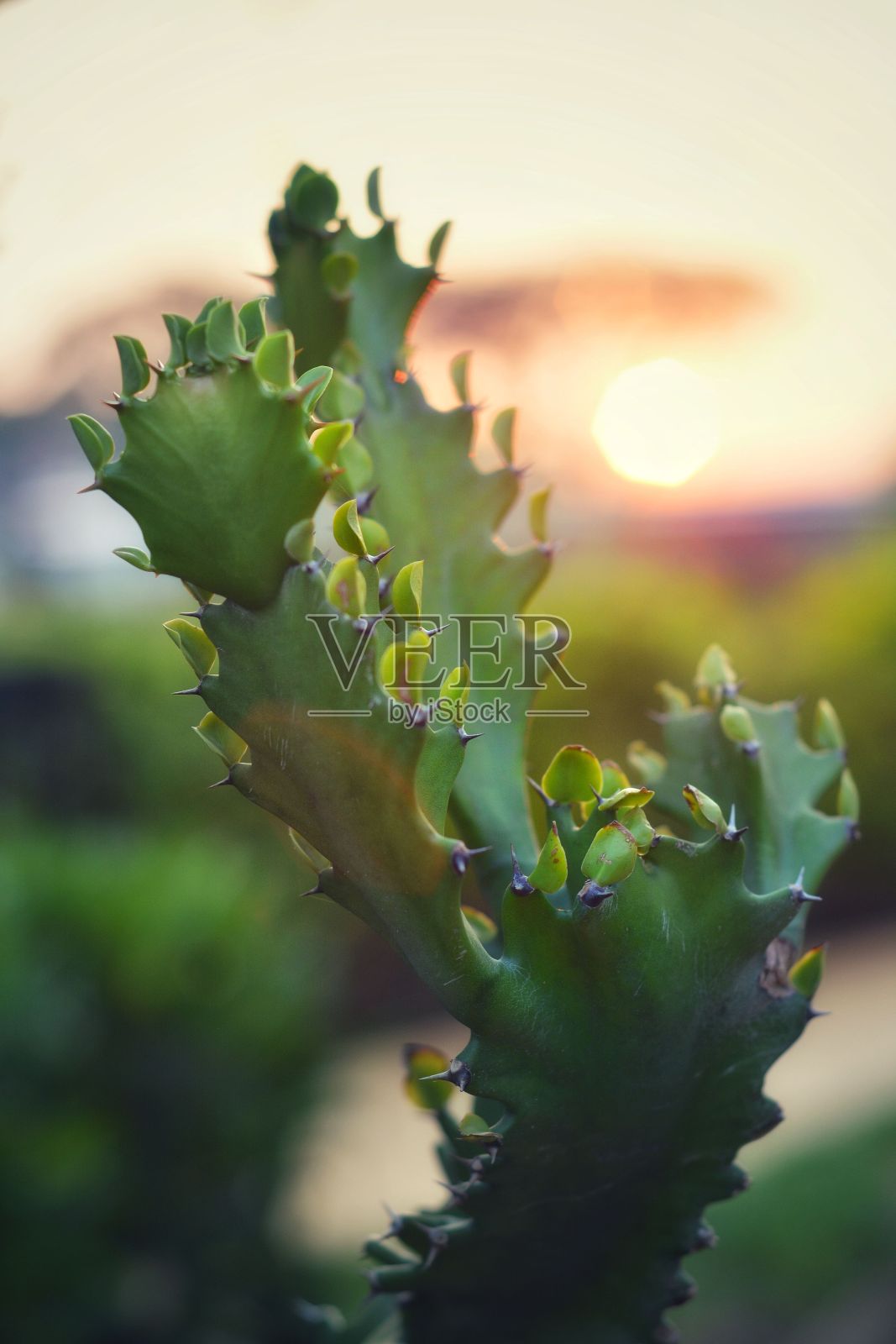 垂直拍摄的绿色大戟植物与夕阳在模糊的背景照片摄影图片