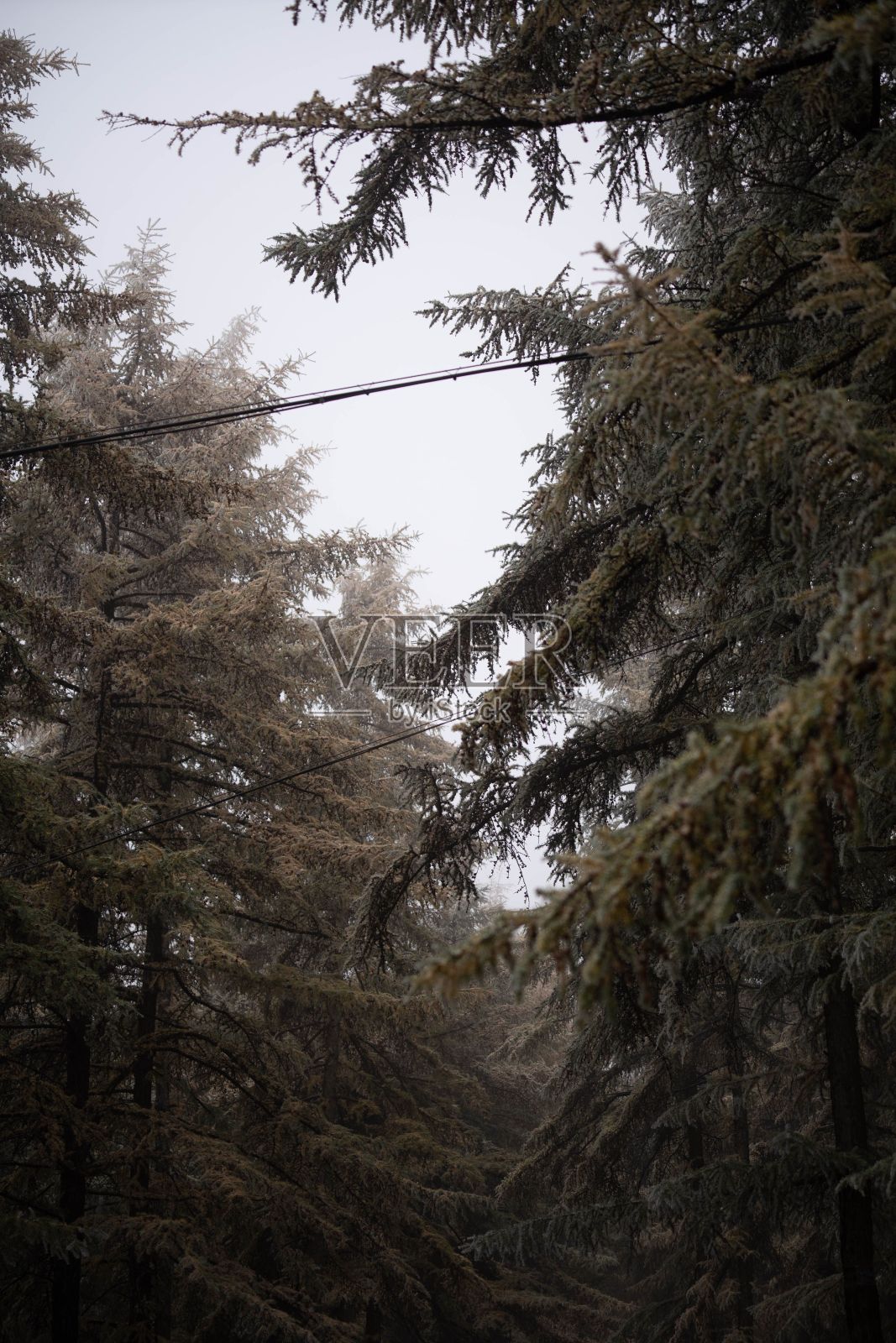 森林中生长的松树树枝的特写照片摄影图片