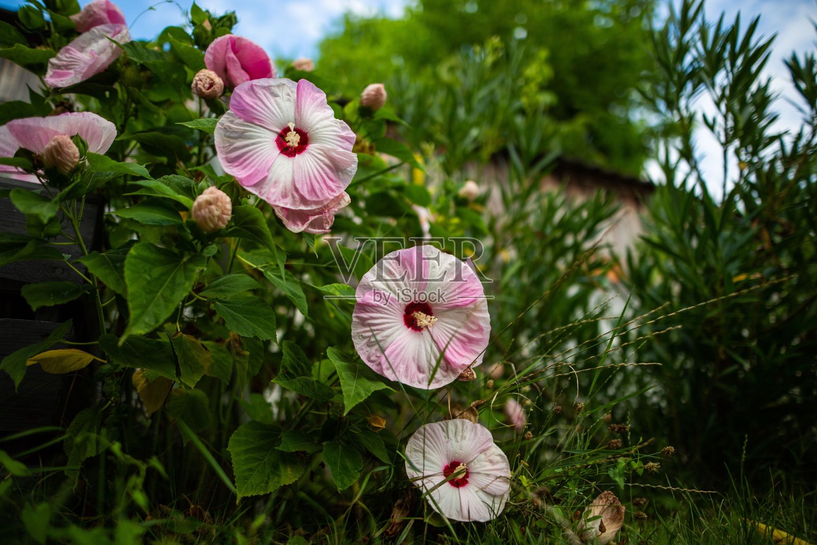 花园里的粉白色的花照片摄影图片