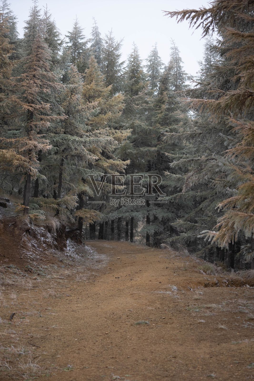 森林里有茂密的冷杉树,在雾天的乡下,垂直拍摄照片摄影图片