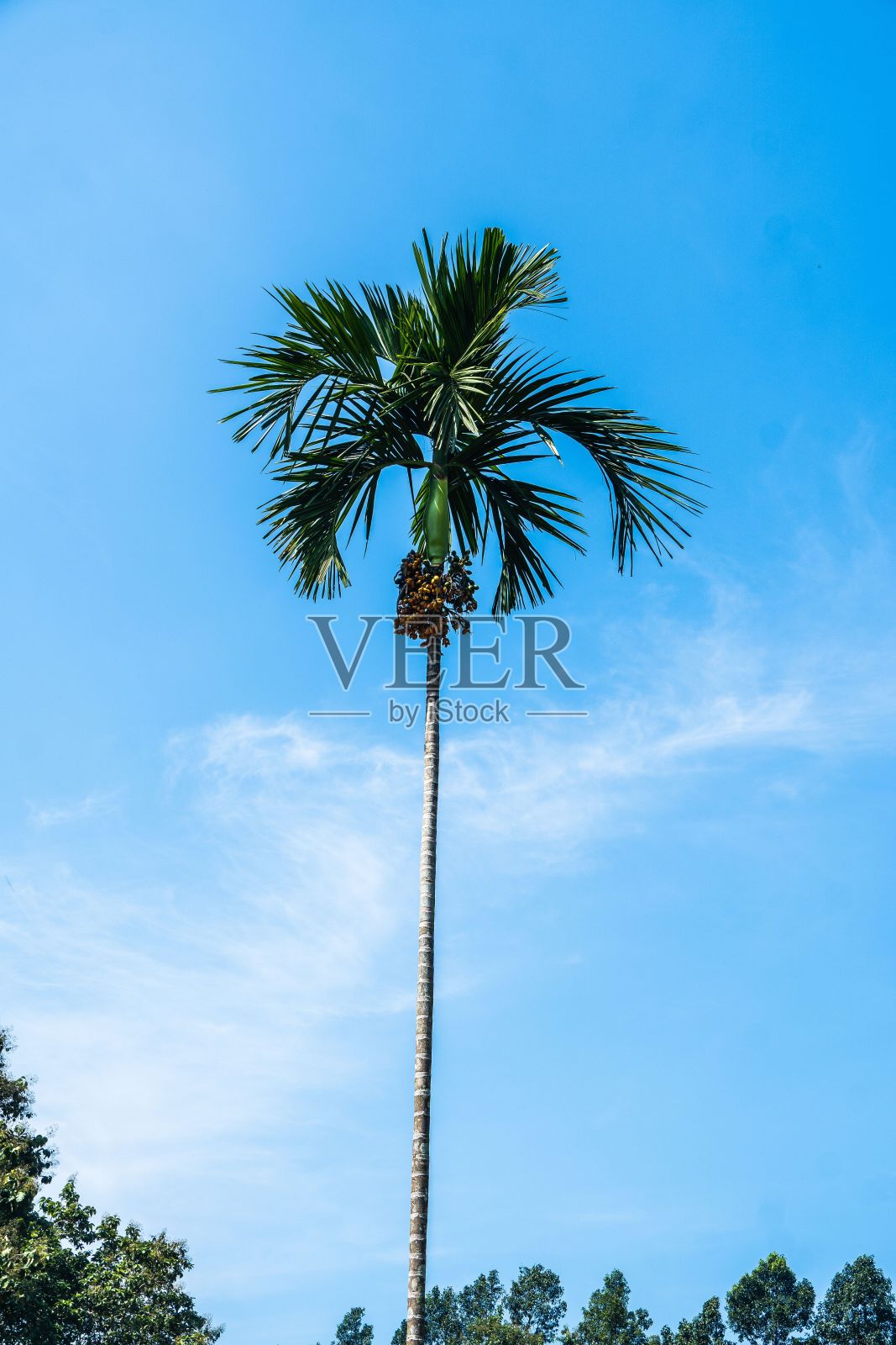 在蓝天下垂直拍摄一棵高大的棕榈树照片摄影图片