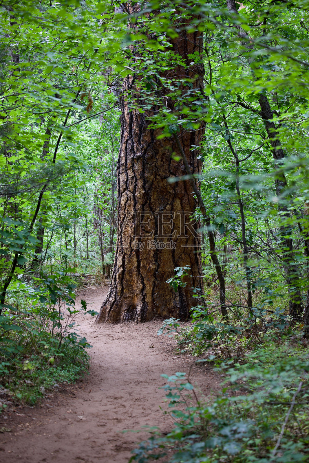 垂直拍摄森林中有裂纹的树干照片摄影图片