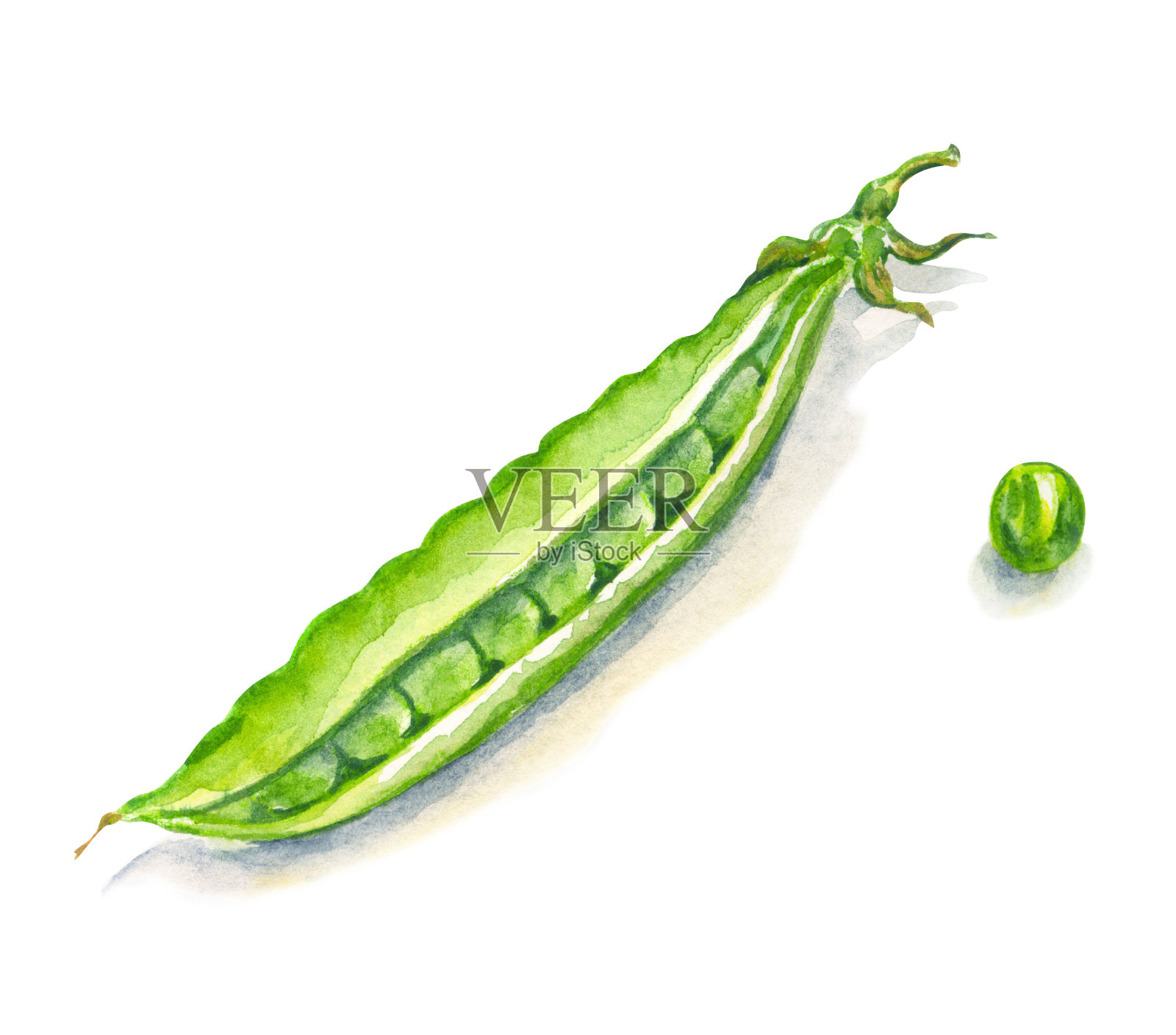 绿豌豆荚和豌豆插画图片素材