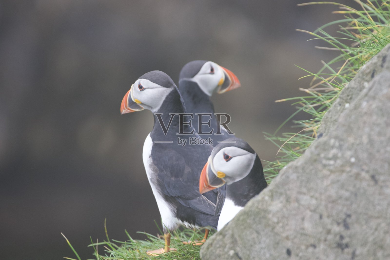 三只海雀的肖像,麦金斯岛,法罗照片摄影图片