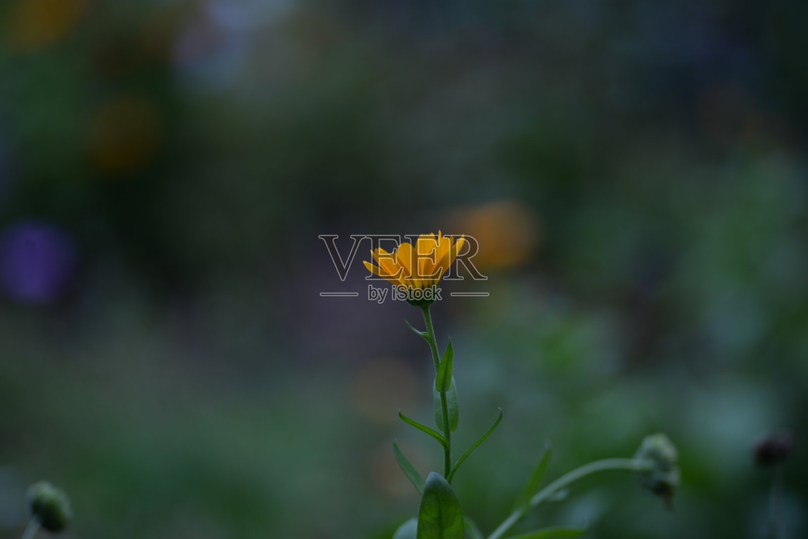 绿色背景下的橙黄色万寿菊花朵和花蕾特写照片摄影图片