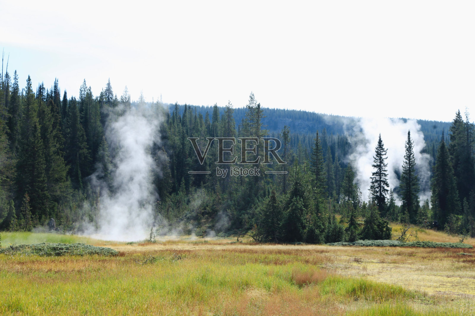 美丽的烟雾笼罩森林的镜头照片摄影图片