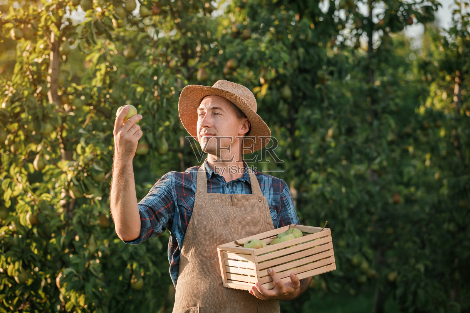 秋收期间,快乐微笑的男农民在果园采摘新鲜成熟的梨。收获的时间照片摄影图片