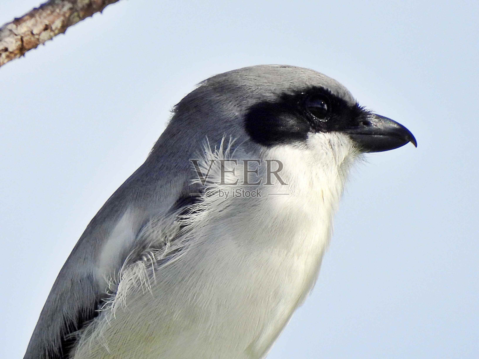 红螯伯劳鸟(Lanius ludovicianus) -肖像照片摄影图片