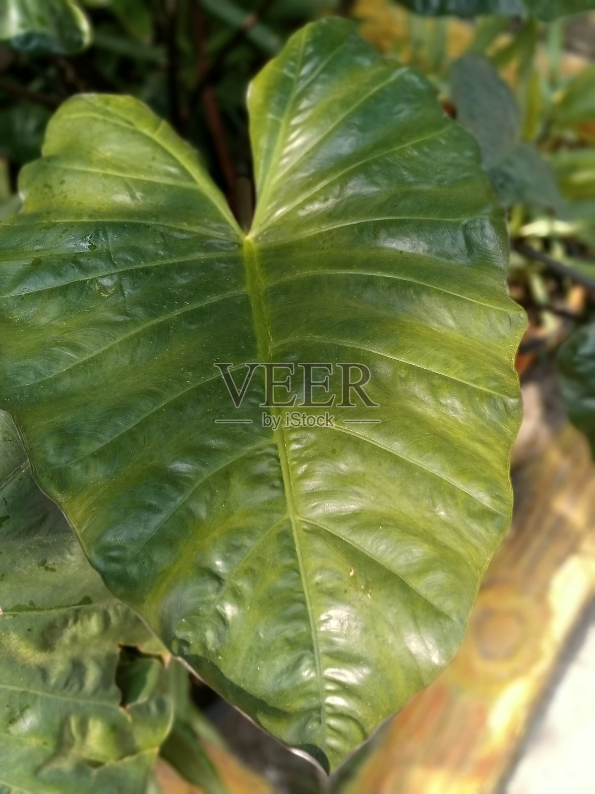 种植阿洛卡西亚布里斯班照片摄影图片