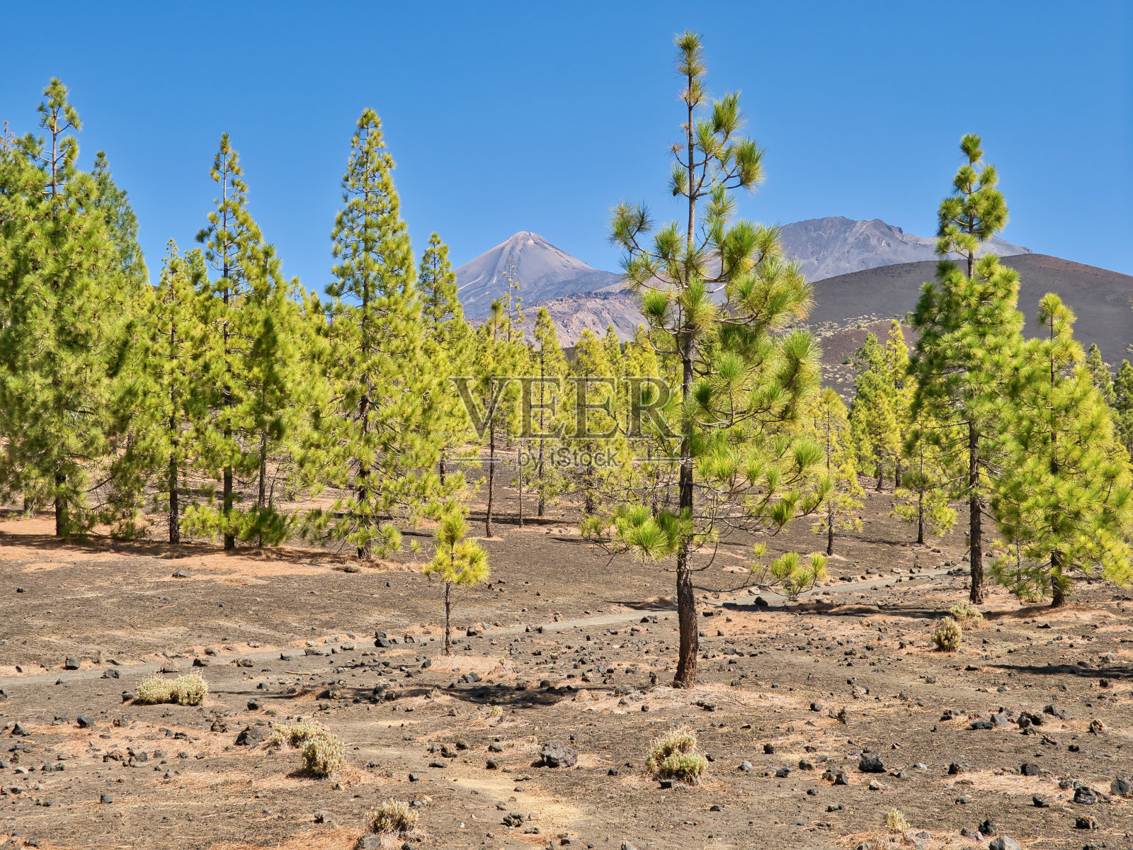 在el Teide国家公园远足美丽的Botija山和Samara山照片摄影图片