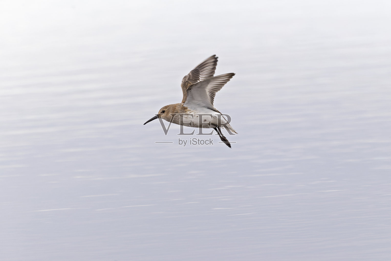 一只dunlin (Calidris alpina)在秋天的海滩上迁徙时正在飞行。照片摄影图片