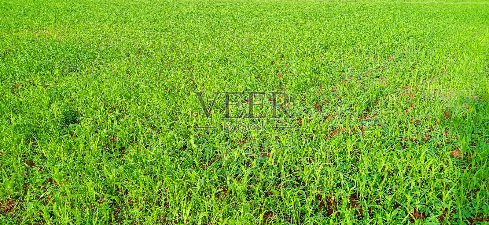 农业绿色土地照片摄影图片