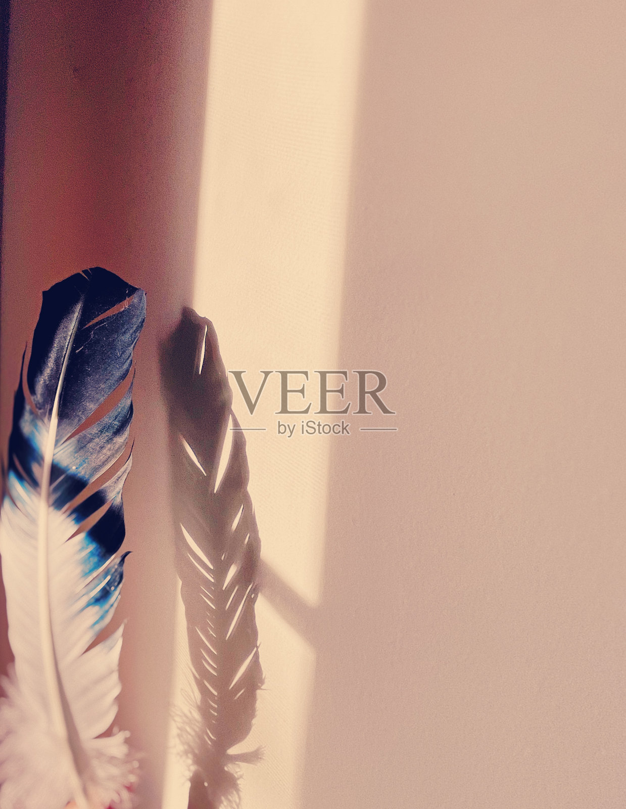 羽毛在阳光下照片摄影图片