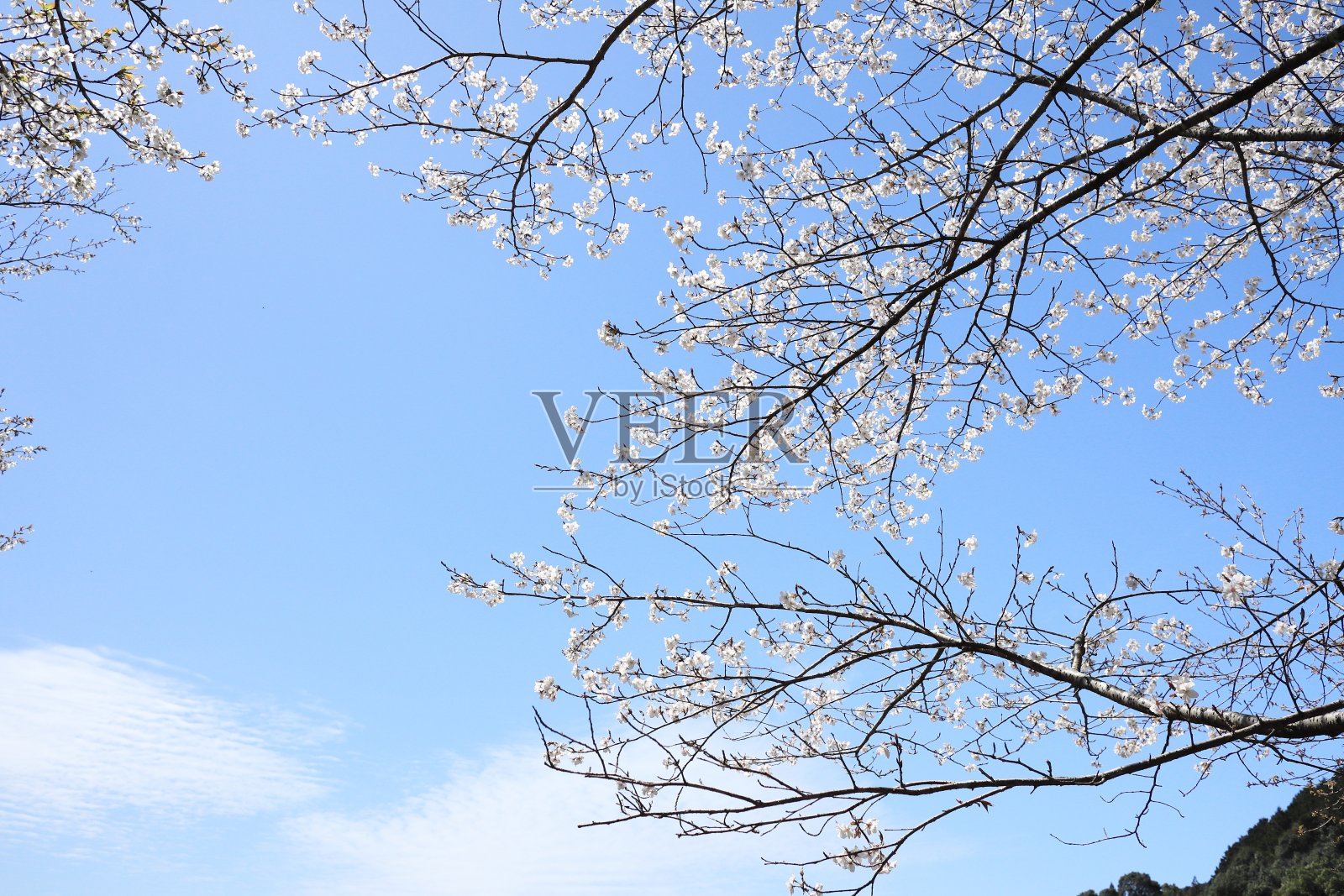 樱花树在春天的天空中盛开照片摄影图片