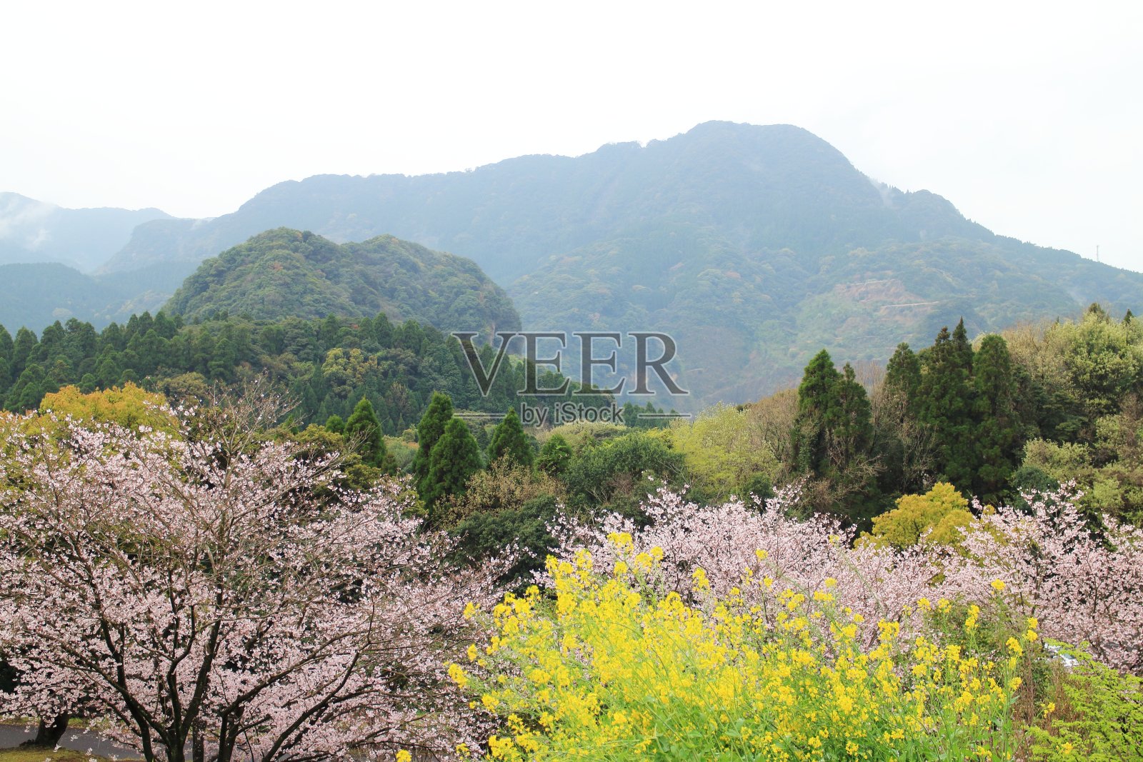 山景,油菜花和樱花盛开照片摄影图片