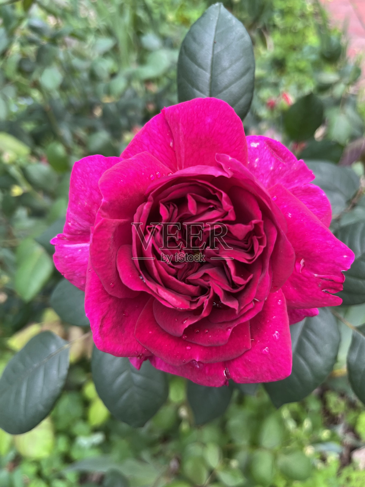 深粉色玫瑰照片摄影图片