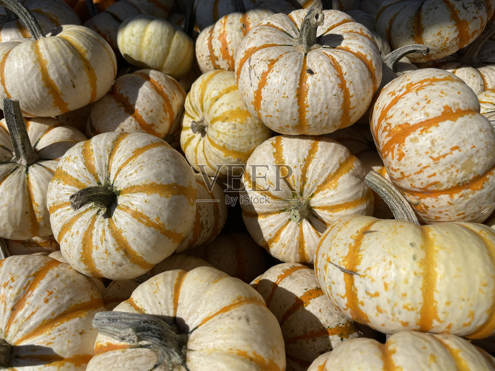 农场上的南瓜照片摄影图片