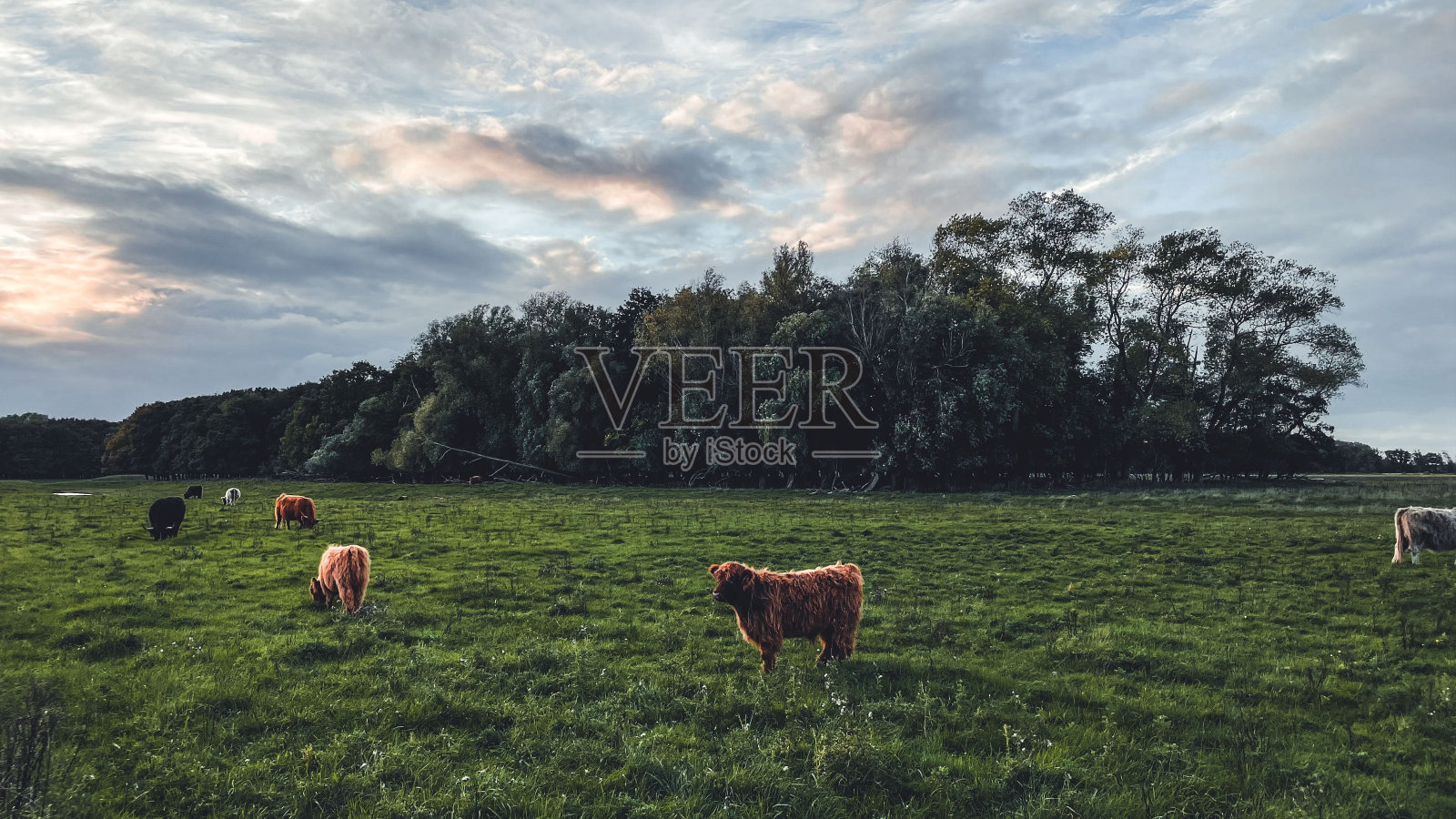 美丽的田野被茂密的深色树木环绕,奶牛在日落时多云的天空下吃草照片摄影图片