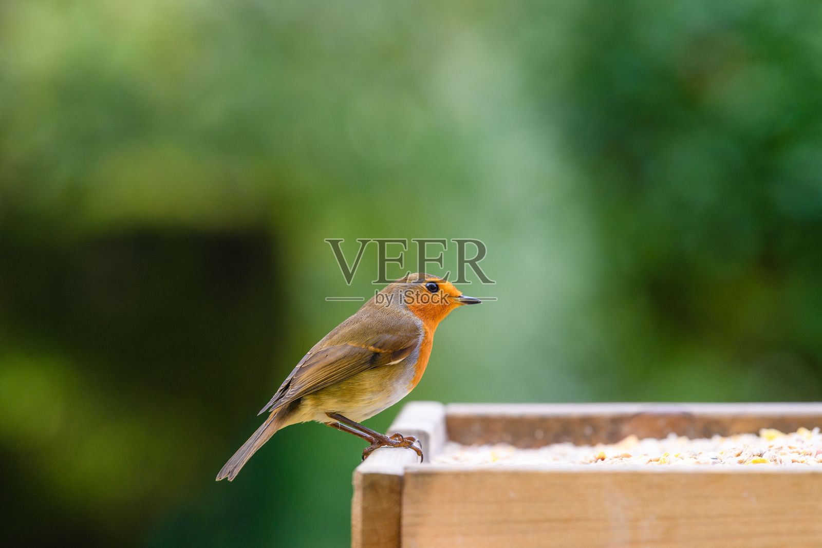 一只欧洲知更鸟栖息在木制喂鸟器上的选择性聚焦镜头照片摄影图片