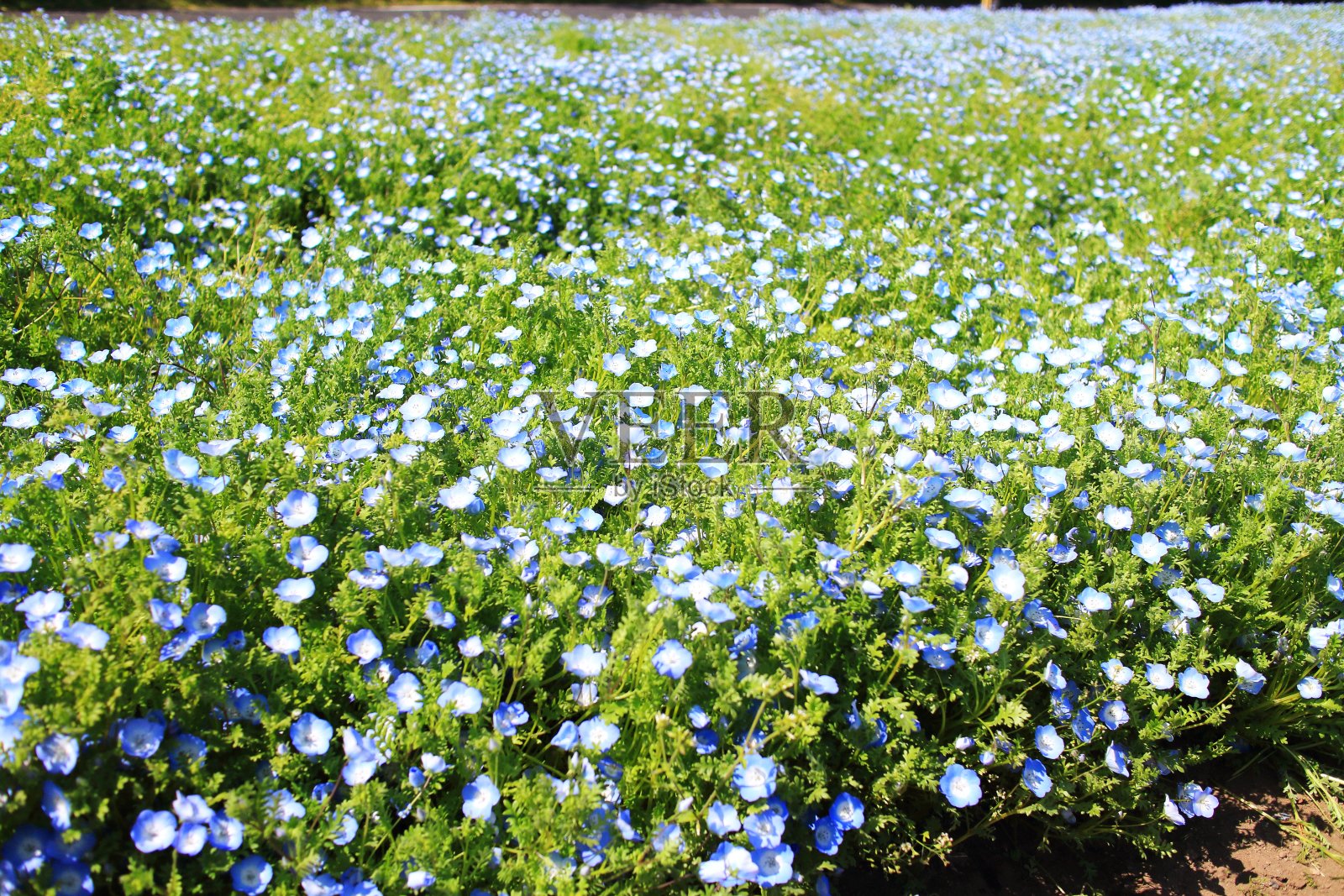 可爱的玫瑰花盛开了照片摄影图片