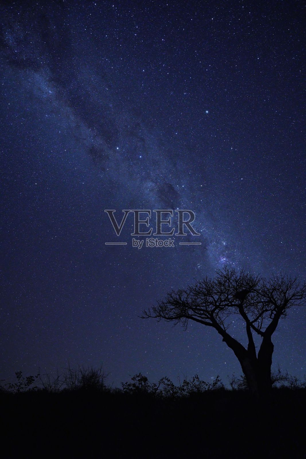 夜晚,蓝色星空映衬下的一棵树的剪影照片摄影图片