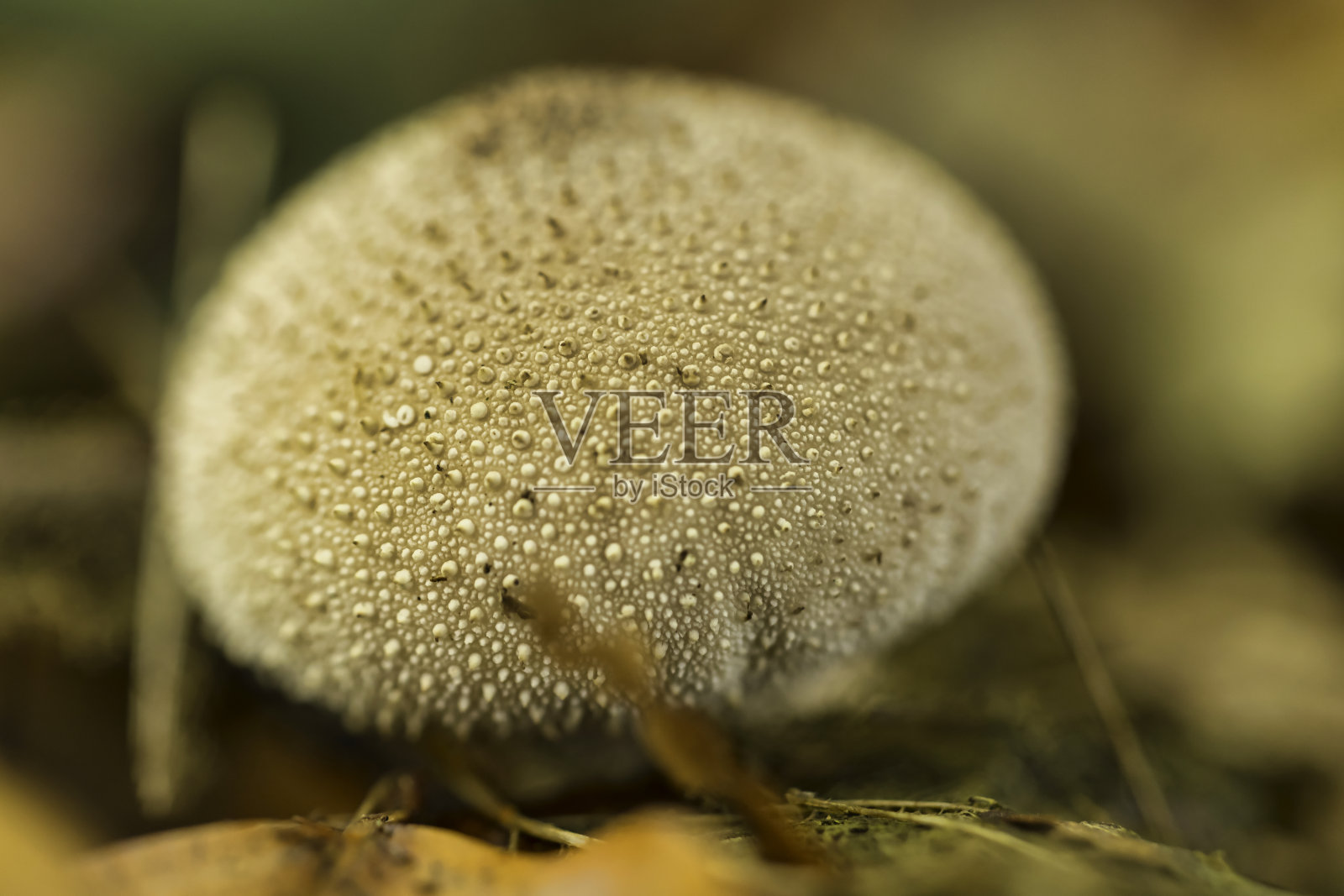 秋天森林地面的细节照片摄影图片