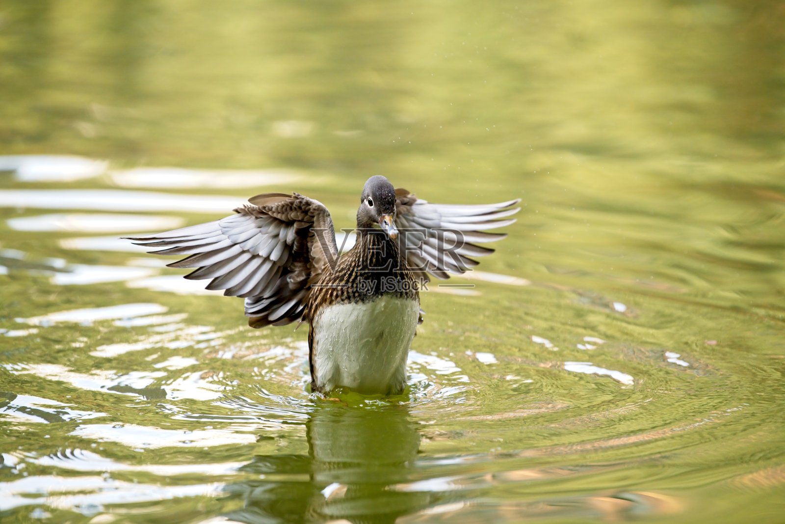 鸳鸯照片摄影图片