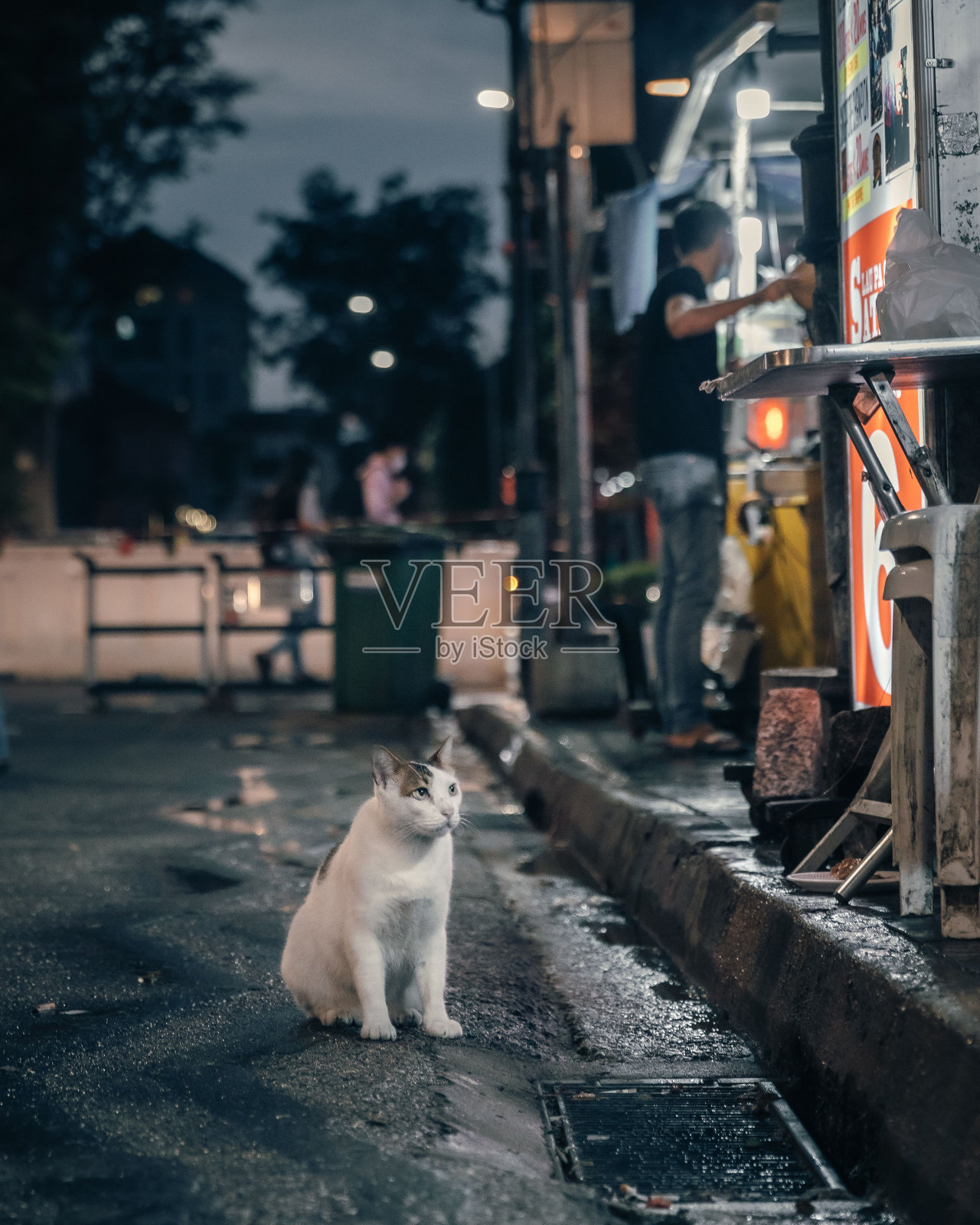 垂直拍摄一只白色街头猫照片摄影图片