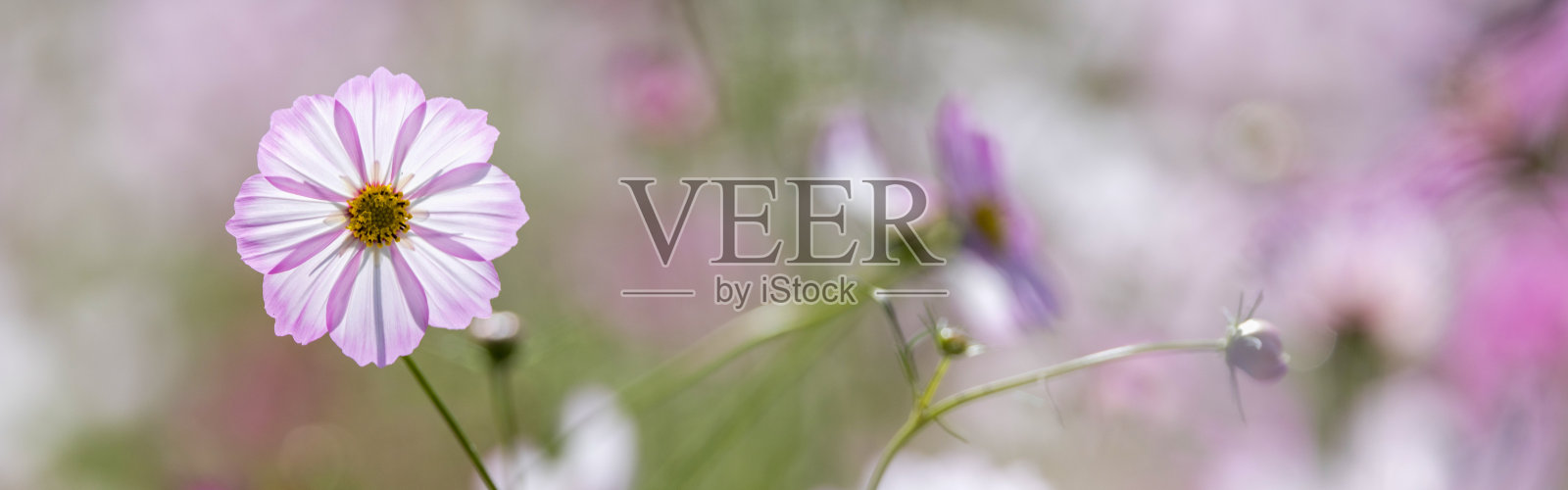 秋天花园里盛开的粉红宇宙花。照片摄影图片