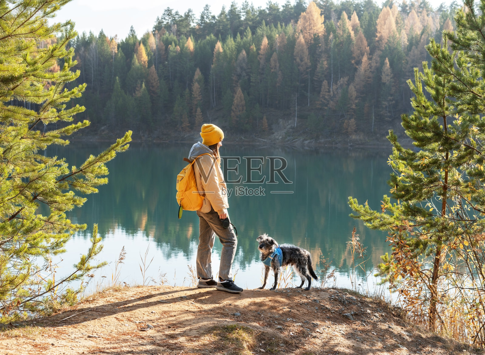 年轻的游客女子带着黄色背包和混合品种的贝德林顿惠特犬在蓝色挽具附近的湖对秋天松林宠物收养旅行狗照片摄影图片