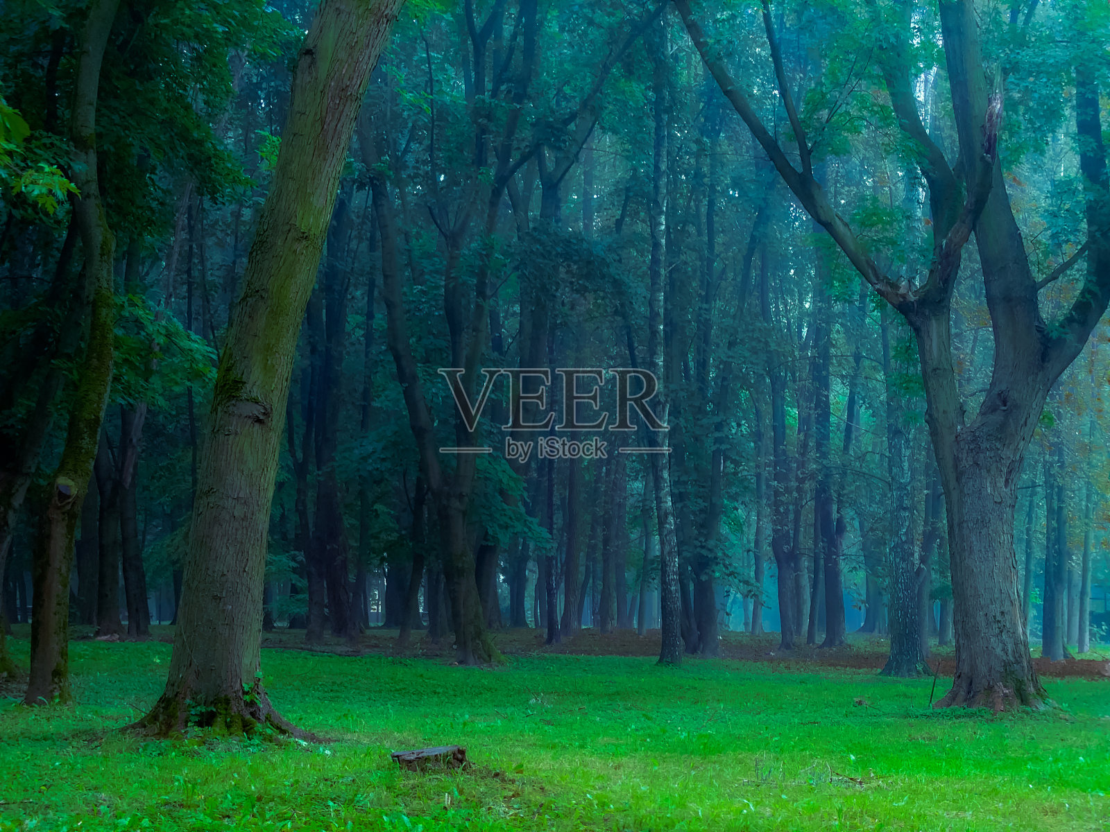 夏天的晨林在浓雾中。漆黑的森林。照片摄影图片