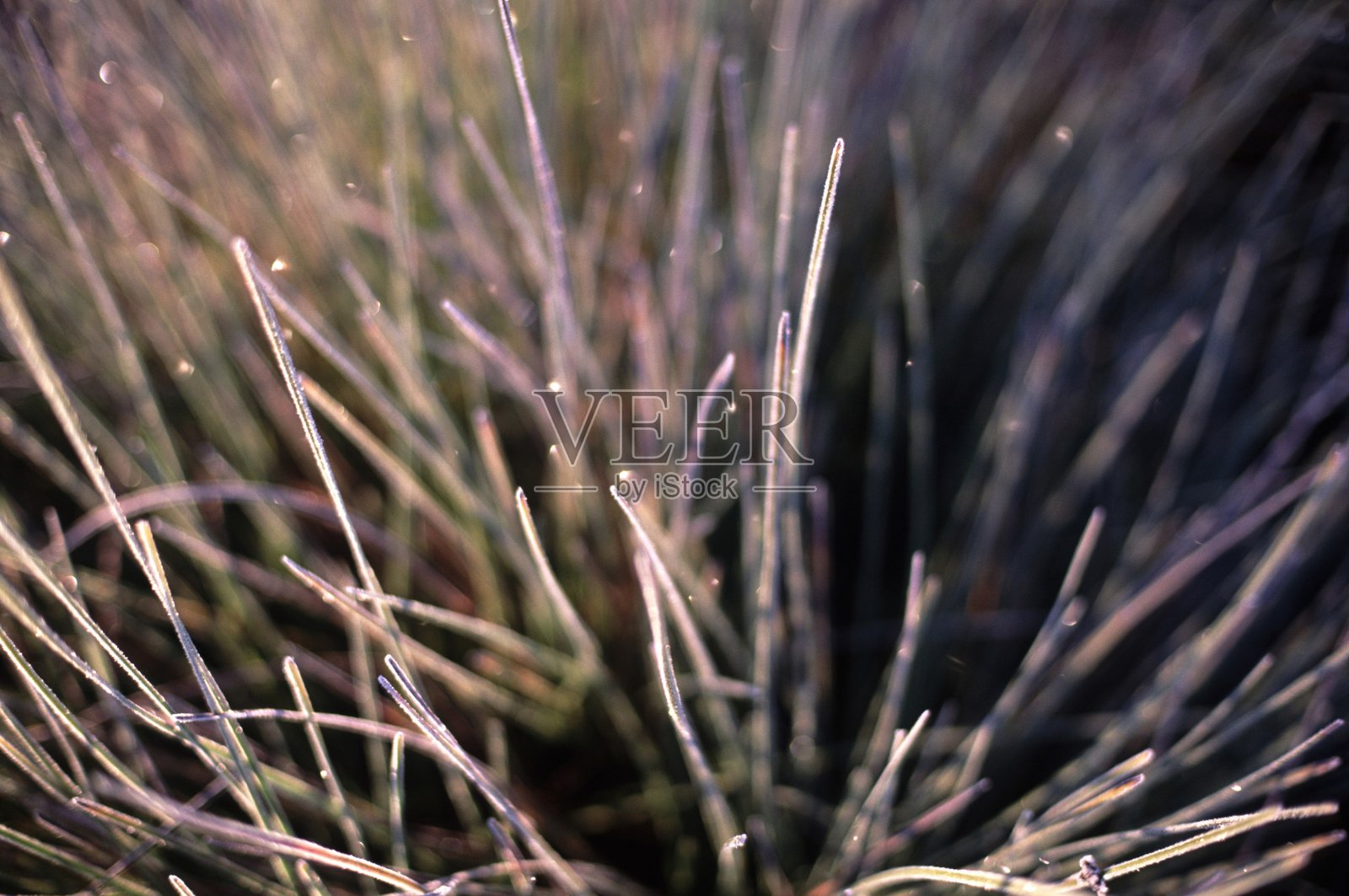 覆盖着白霜的冰冻冬草照片摄影图片