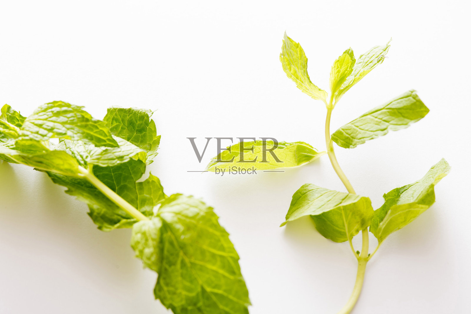 近距离观察新鲜的薄荷枝照片摄影图片