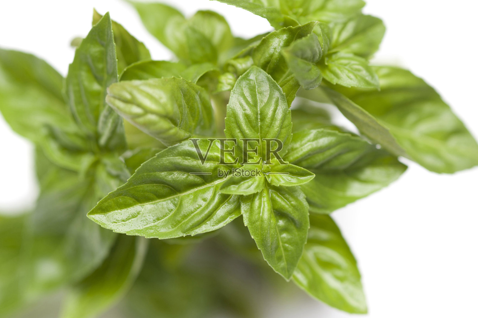新鲜罗勒叶照片摄影图片