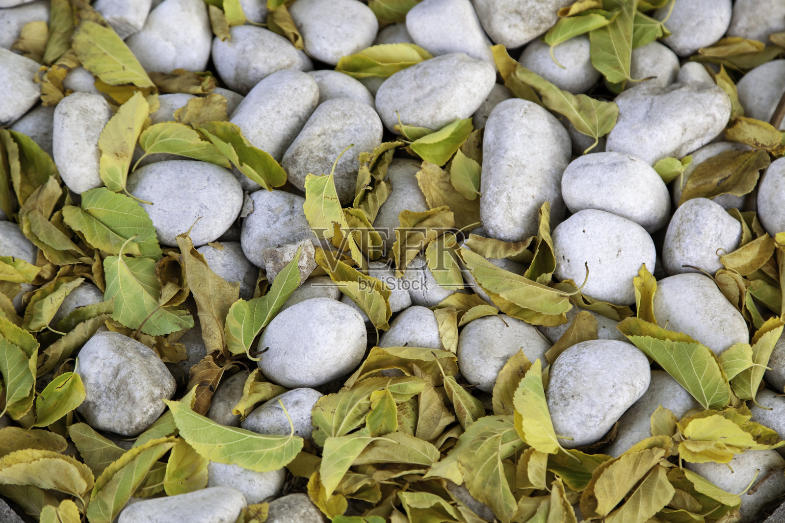 石头和枯叶照片摄影图片