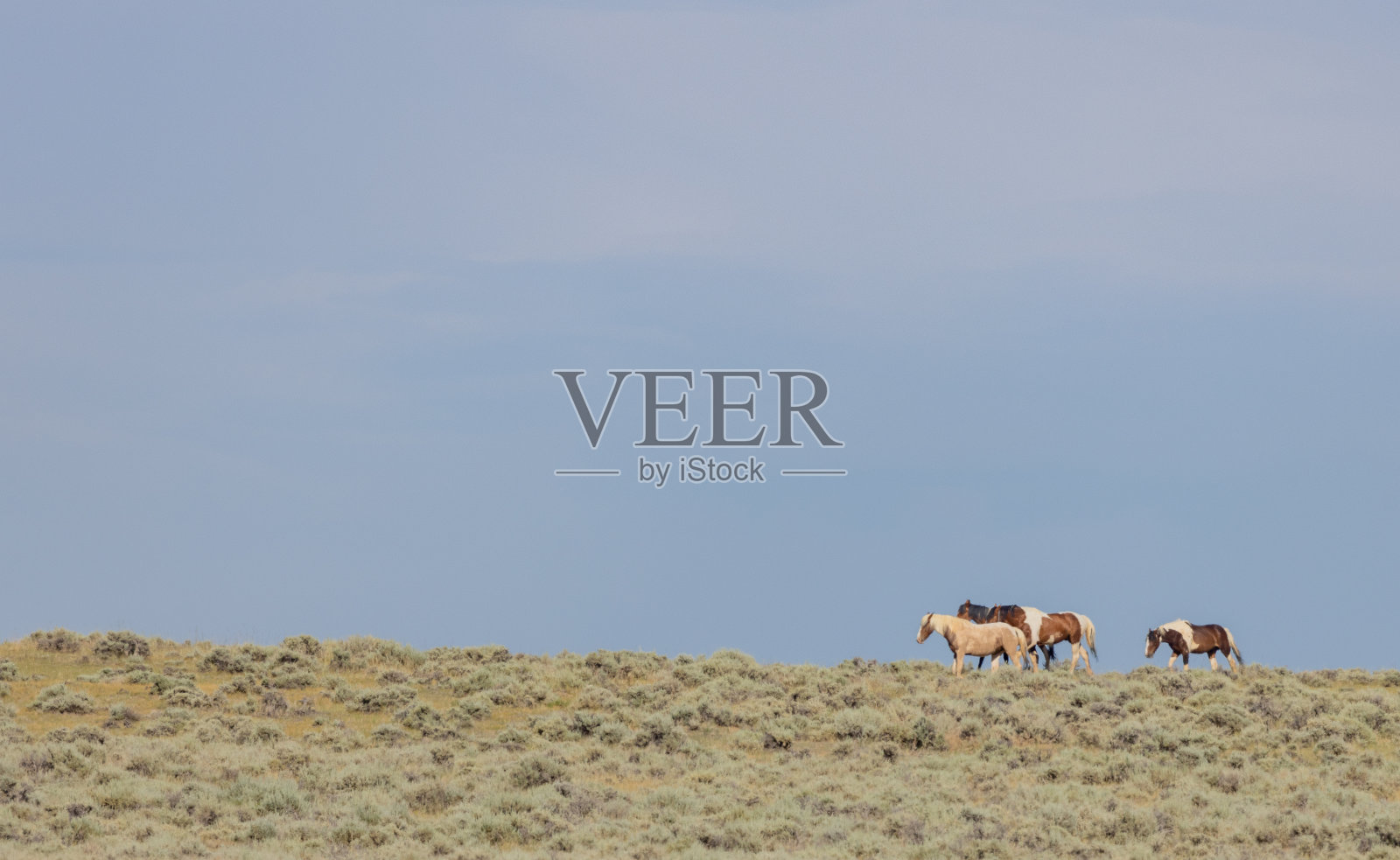 怀俄明州沙漠里夏天的野马照片摄影图片