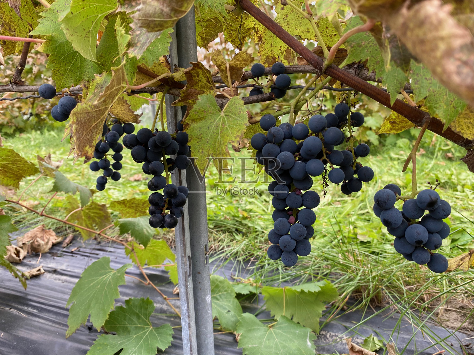 葡萄园里的一串葡萄照片摄影图片