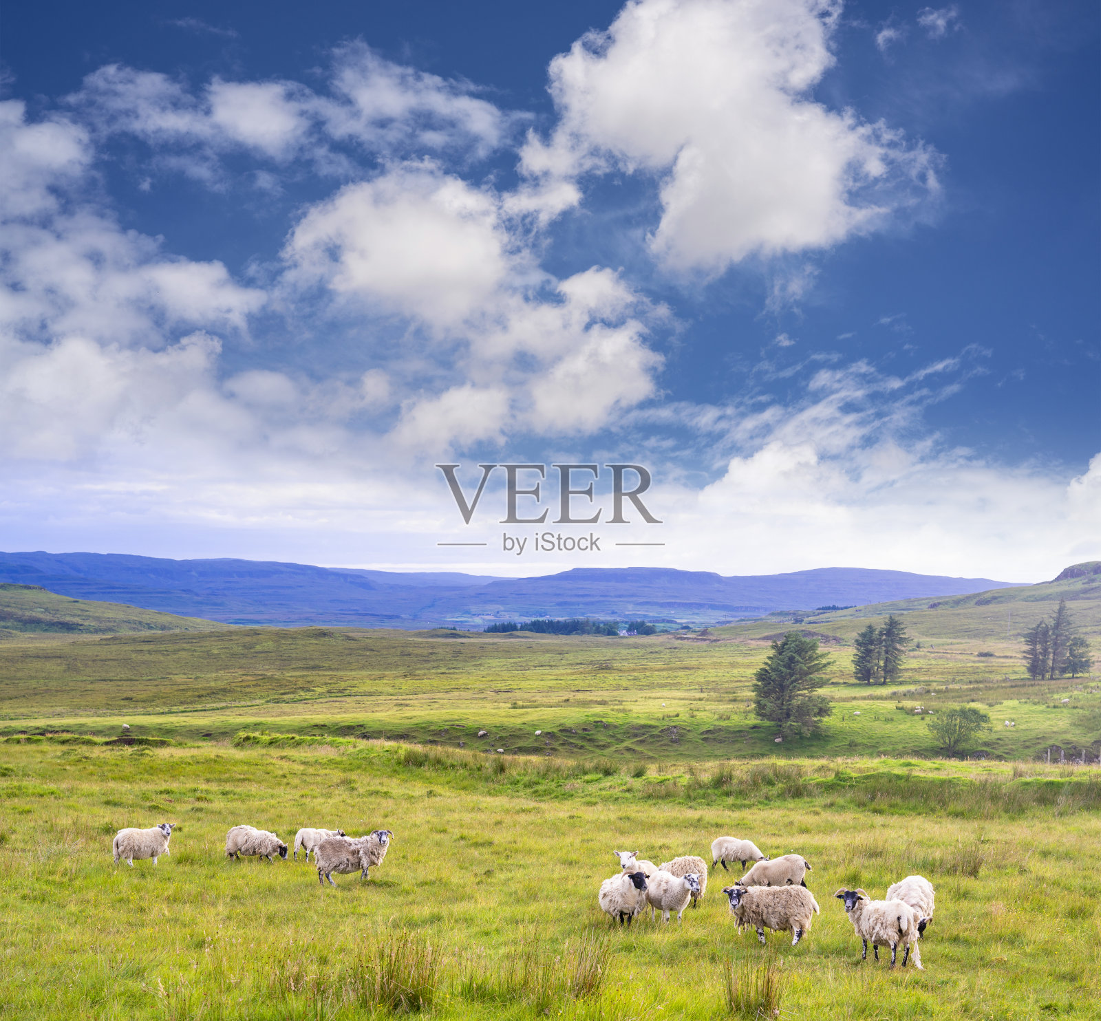 斯凯岛在苏格兰高地草地和马在英国照片摄影图片