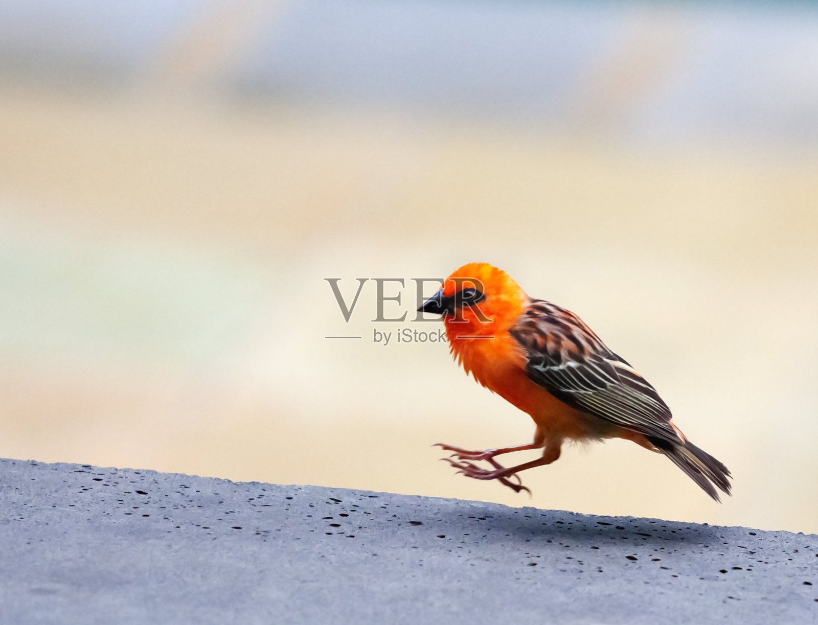 红福迪(马达加斯加福迪亚)在毛里求斯的一堵墙上跳照片摄影图片