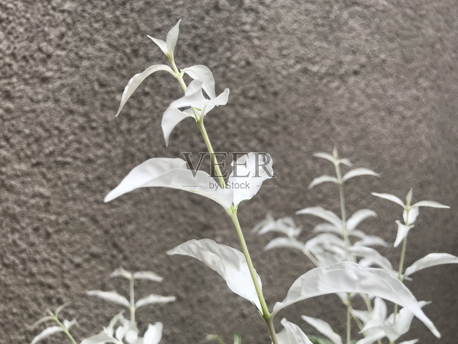 白色的叶子照片摄影图片