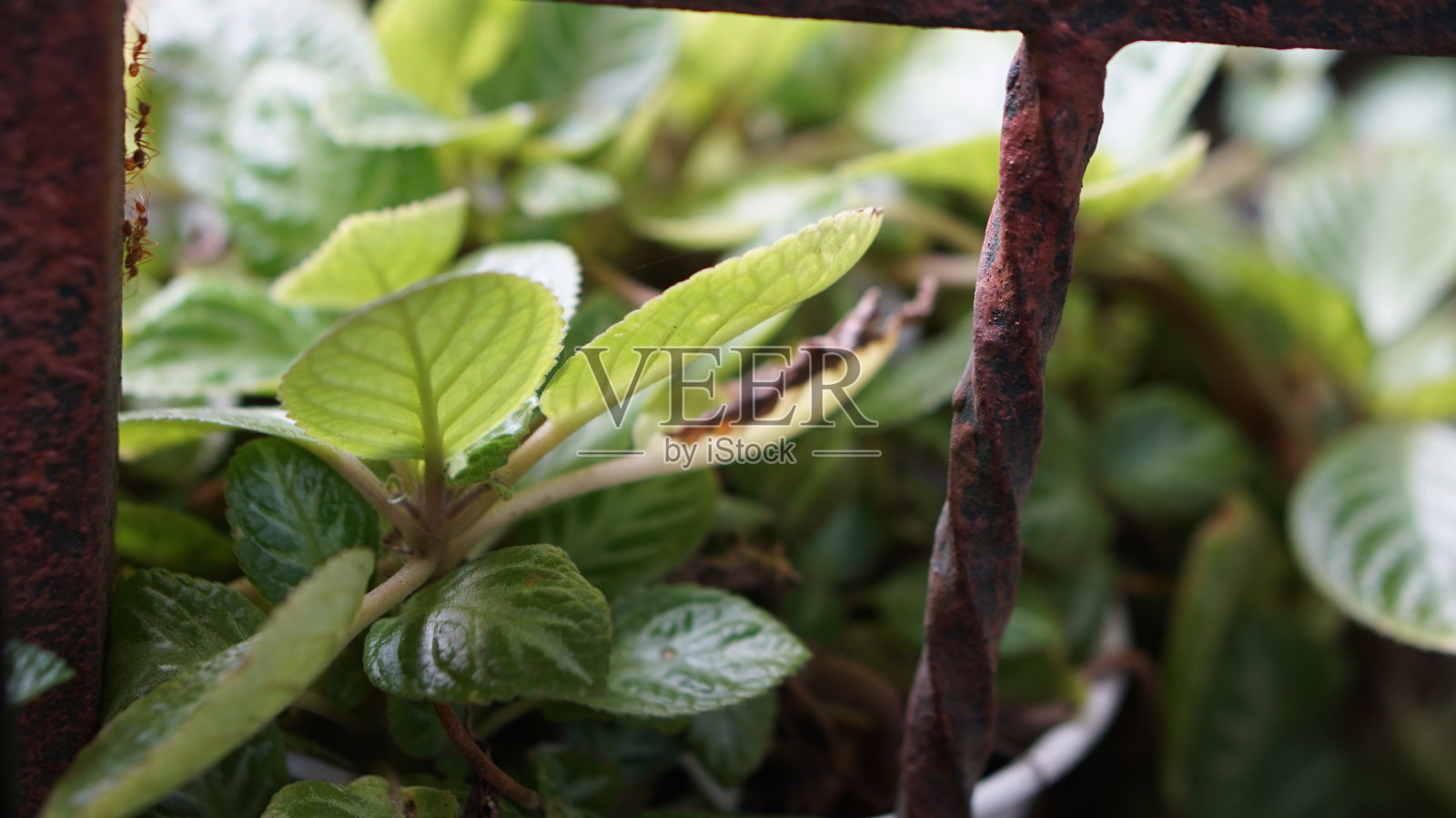 叶照片摄影图片