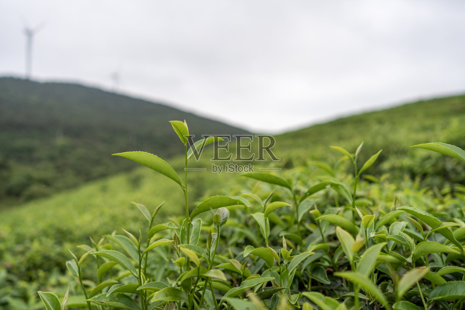 茶园里的茶叶特写照片摄影图片