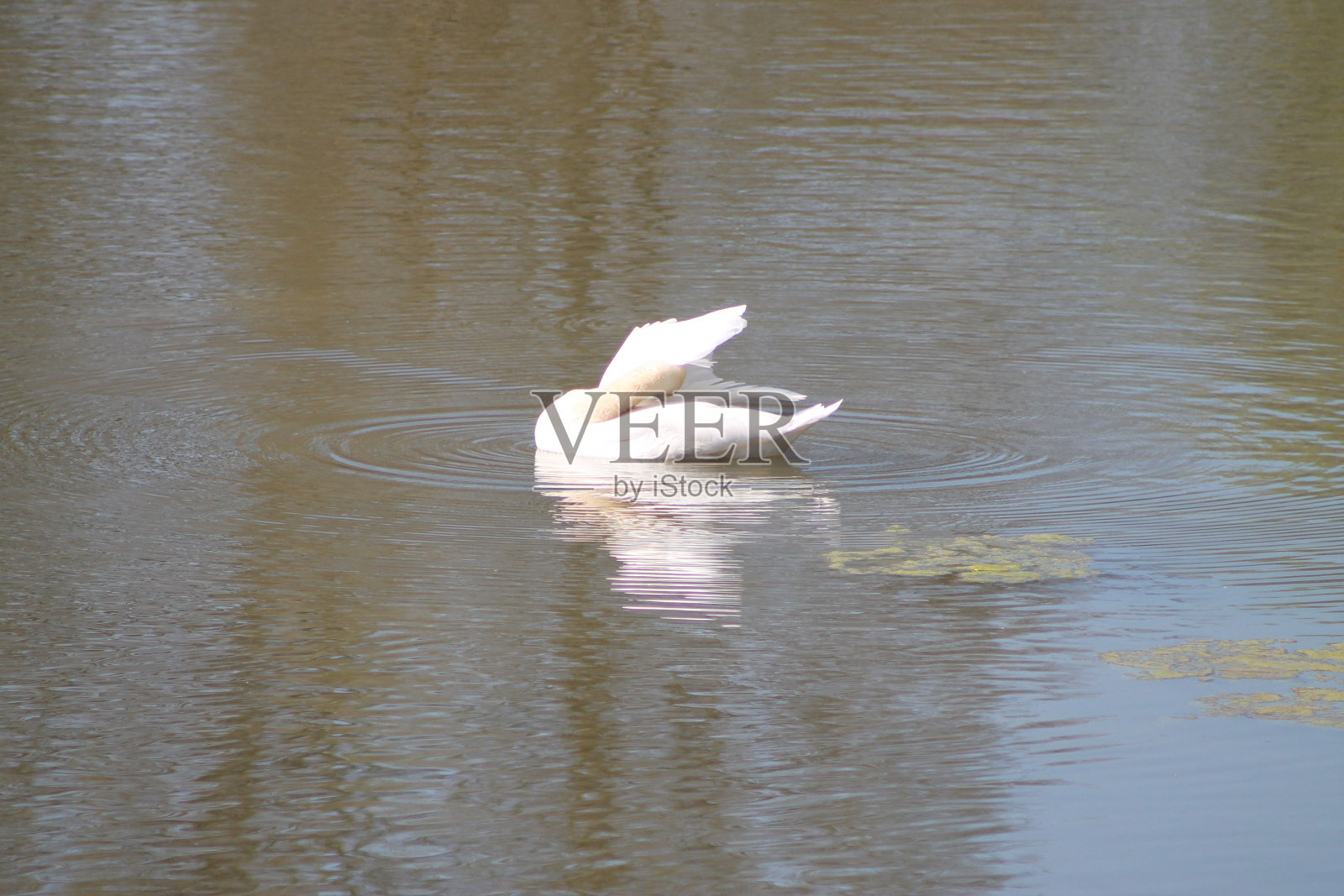 一只娇嫩的白天鹅在池塘里游泳的特写照片摄影图片