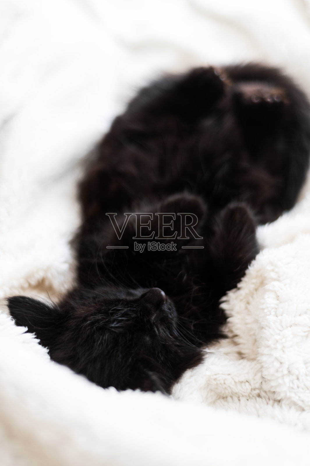 可爱的黑猫在白底照片摄影图片